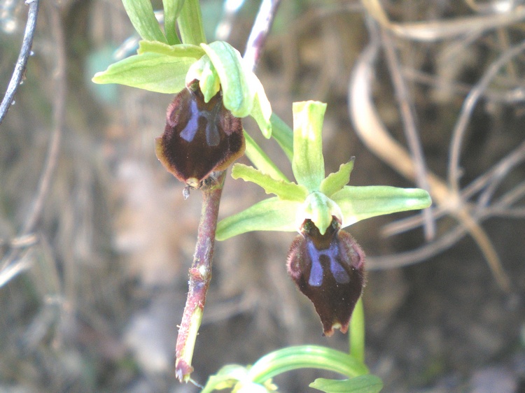 orchidee del perugino